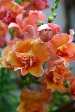 Snapdragon (Antirrhinum ‘Double Azalea Apricot’)