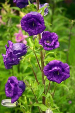 Canterbury bells (Campanula medium ‘Calycanthema’)