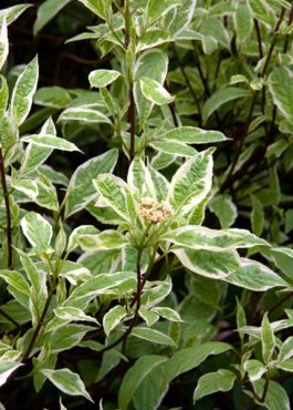 Tatarian dogwood (Cornus alba ‘Bailhalo’ IVORY HALO)