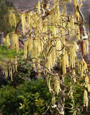 Harry’s walking stick (Corylus avellana ‘Contorta’)