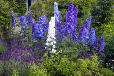 Delphinium New Zealand strain