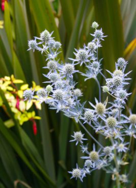 Sea holly (Eryngium planum)