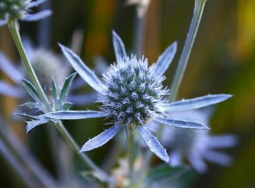 Sea holly (Eryngium planum)