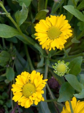 Sneezeweed (Helenium ‘Butterpat’)