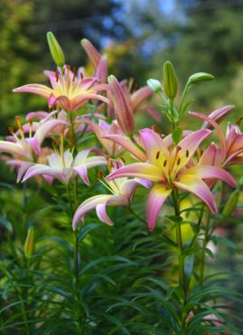 Asiatic lily (Lilium ‘Fantasy’)