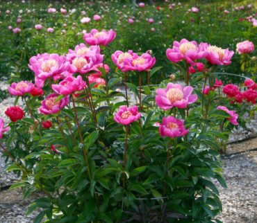 Peony (Paeonia ‘Leslie Peck’)