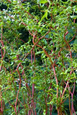 Scarlet curly willow (Salix x matsudana ‘Scarcuzam’)