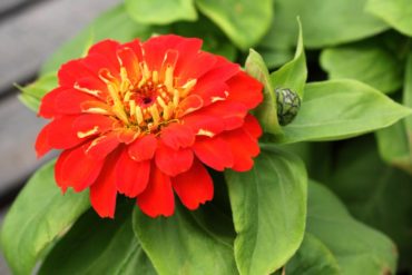 Zinnia ‘Magellan Scarlet’