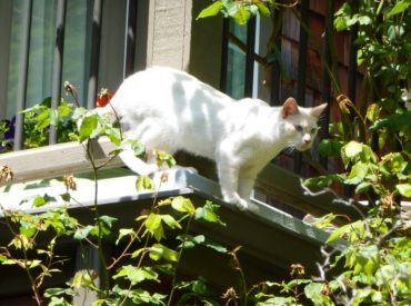 Tresco loves the outdoors and would have a difficult time as an indoor cat.