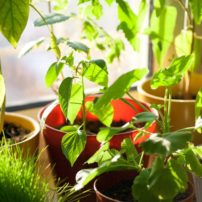 Grow herbs or other leafy greens indoors under a Growbar LED light fixture or near a sunny window.