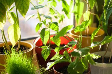 Grow herbs or other leafy greens indoors under a Growbar LED light fixture or near a sunny window.