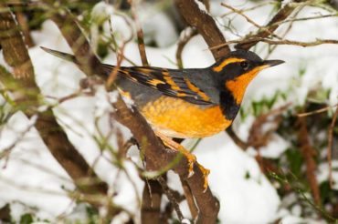 A male varied thrush surveys its snowy surroundings.