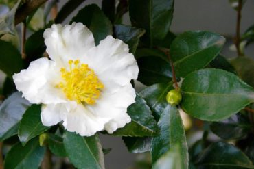 Camellia