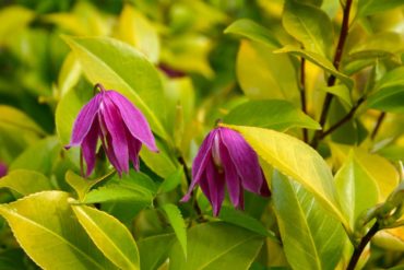 Clematis ‘Ruby’ pops its blossoms up in a camellia. The leaves are chartreuse to yellow, the result of growing in full sun.