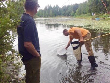 Washington Sea Grant ecologist Jeff Adams searches for freshwater invertebrates for participants to analyze in training.