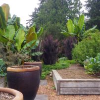 Vegetable garden with banana trees in the background