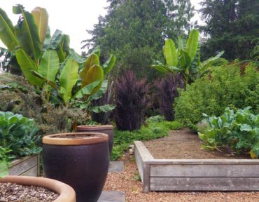 Vegetable garden with banana trees in the background