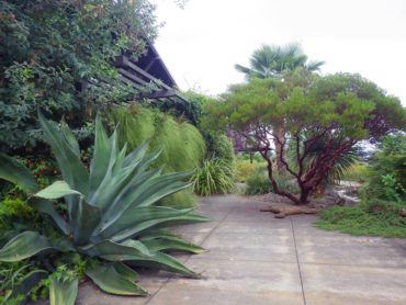 Large agave and arctostaphylos behind the residence