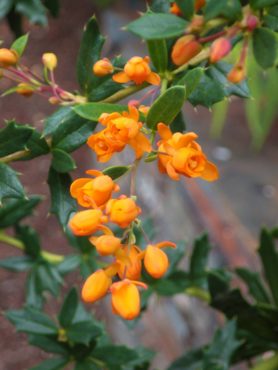 Darwin’s Barberry (Berberis darwinii)