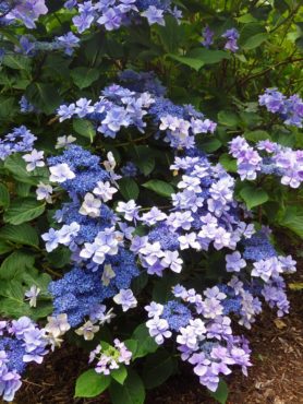 Hydrangea ‘Izu No Hana’