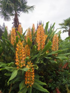 Orange Hedychium