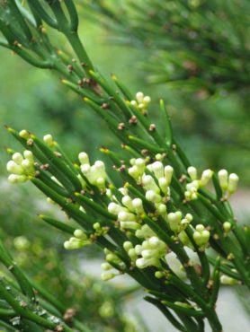 Spiny Colletia (Colletia spinosissima)