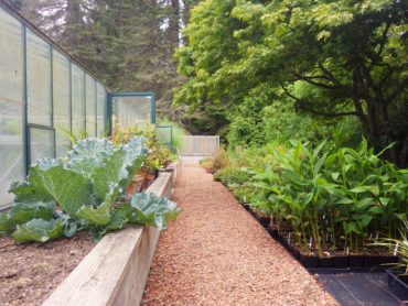 Greenhouse, vegetables and Windcliff nursery plants