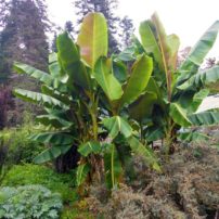 Sikkim hardy banana (Musa sikkimensis)