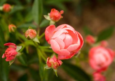 Coral Knock Out Rose