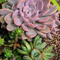 Succulents should be kept within 2 feet of an east- or west-facing window and grown in a fast-draining potting mix. (Photo courtesy Melinda Myers, LLC)