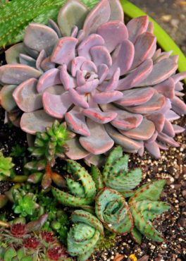 Succulents should be kept within 2 feet of an east- or west-facing window and grown in a fast-draining potting mix. (Photo courtesy Melinda Myers, LLC)
