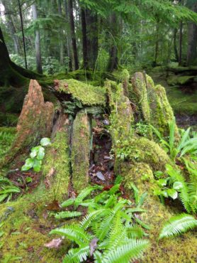 Bloedel Reserve Moss Gardens