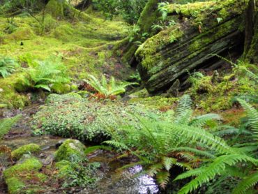 Bloedel Reserve Moss Gardens