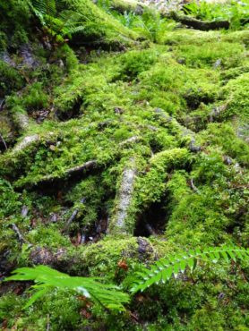 Moss over gnarled roots