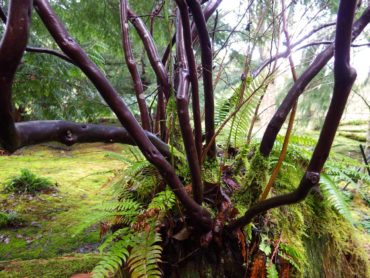 Dark huckleberry stems contrast with the green moss.