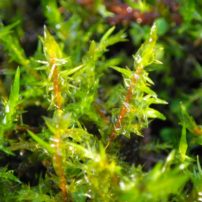 Spear moss (Calliergonella cuspidate)