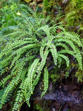 The fern maidenhair spleenwort (Asplenium trichomanes) on a stump