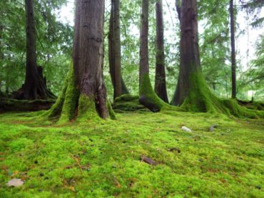 Bloedel Reserve Moss Gardens