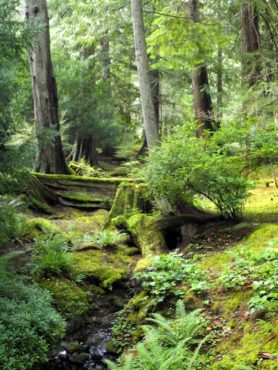 Bloedel Reserve Moss Gardens