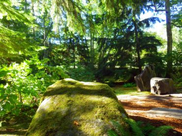 Perennial Aralia to the left of the mossy boulder