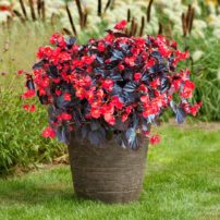 Begonia Viking XL Red on Chocolate is a striking plant great for container gardens. Its large, vibrant red flowers are contrasted with chocolate brown leaves. (Photo courtesy All-America Selections)