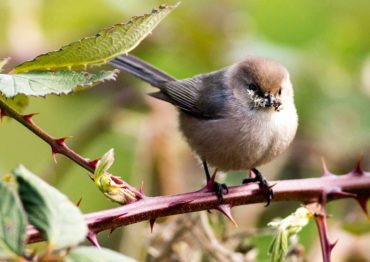 A male bushtit carries lichen for nesting material by Long Lake near Port Orchard.