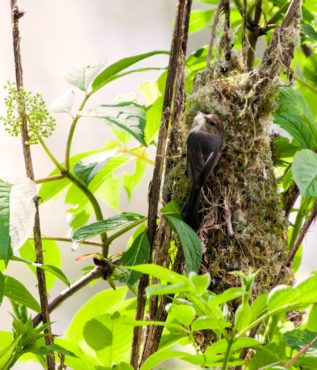 A male bushtit adds a finishing touch to its nest in a red elderberry bush at Fish Park in Poulsbo.