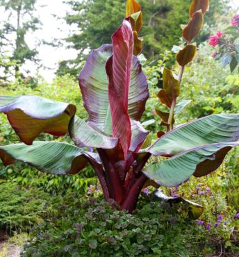 A fine example of contrast is the red Abyssinian banana (Ensete ventricosum 'Maurelii') planted with the lush but small, dark dancer shamrock (Trifolium repens 'Atropurpureum'). Although the leaves contrast in size, they echo each other in color.