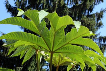 Rice paper plant (Tetrapanax 'Steroidal Giant') has large, typically evergreen or semi-evergreen foliage.