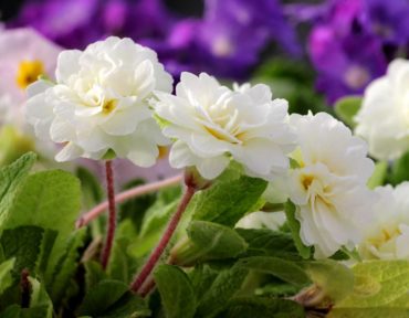 Primula ‘Dawn Ansell’