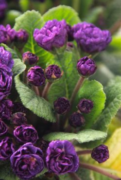 Primula ‘Miss Indigo’