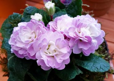 Primula ‘Pink Champagne’