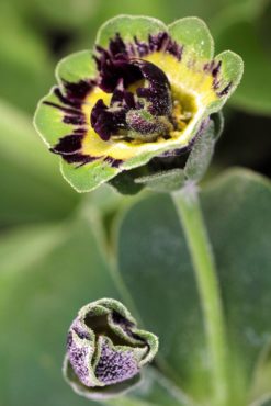 Primula auricula ‘Angelo Hayes’