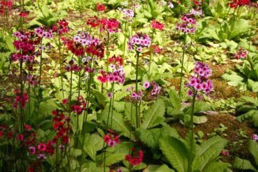 Primula japonica